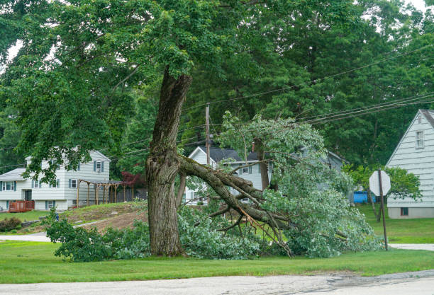 Best Leaf Removal  in Combee Settlement, FL